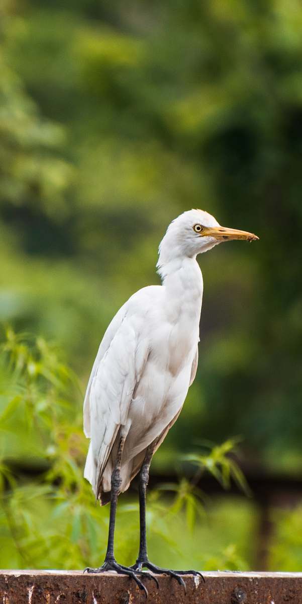 bird white bird near green grass waterfowl