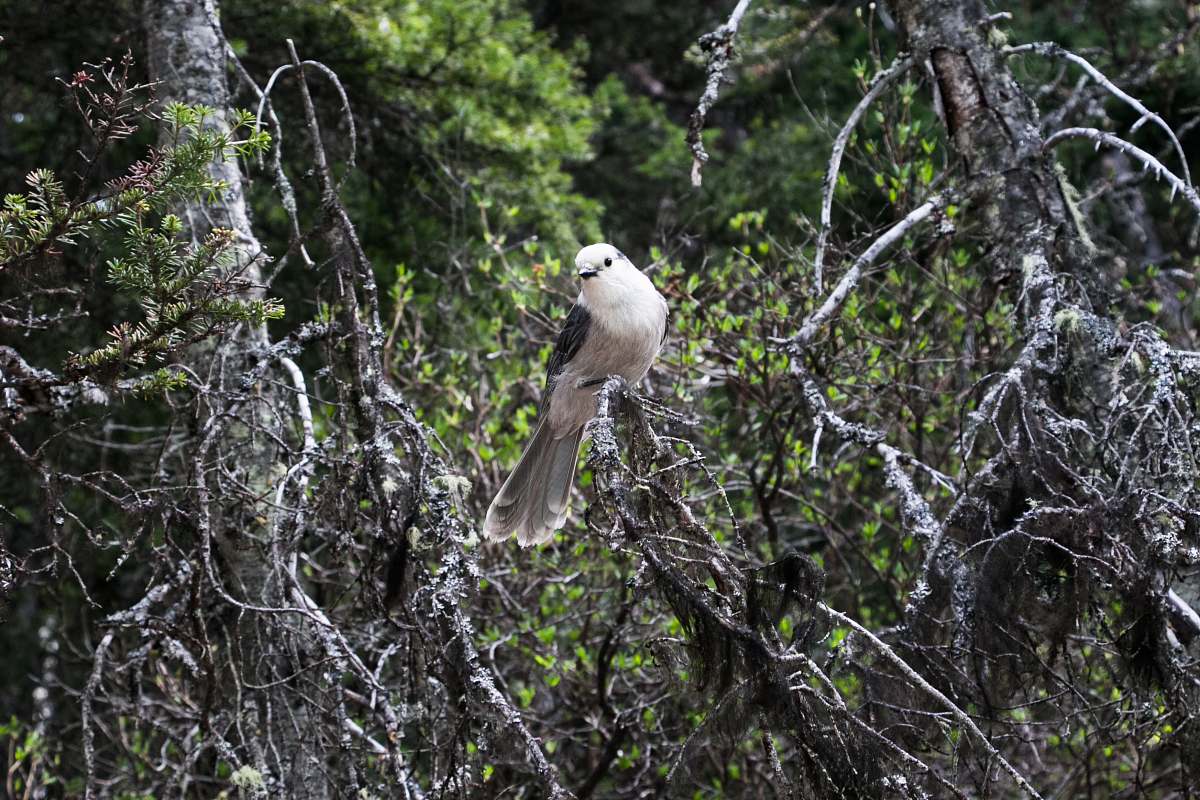 bird white bird on bare tree jay
