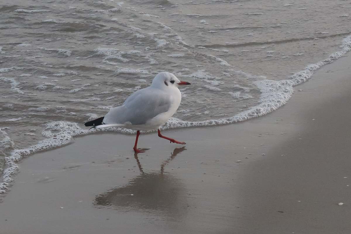 bird white bird on beach grey