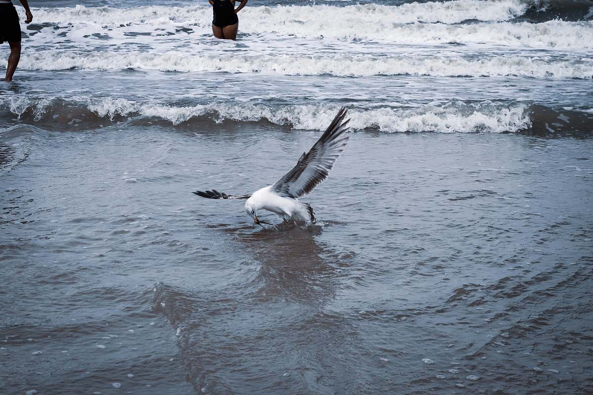 bird white bird on body of water water