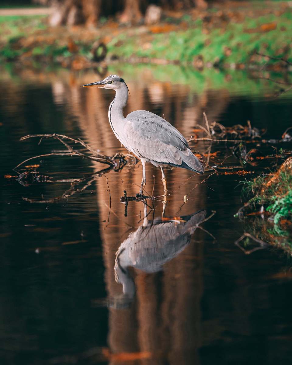 Discover a captivating scene featuring a graceful white bird standing on a branch in the calm waters, surrounded by lush greenery. This picturesque outdoor setting showcases the beauty of nature and can serve as a stunning backdrop for various projects, including wildlife documentaries, environmental campaigns, and nature-inspired artwork.