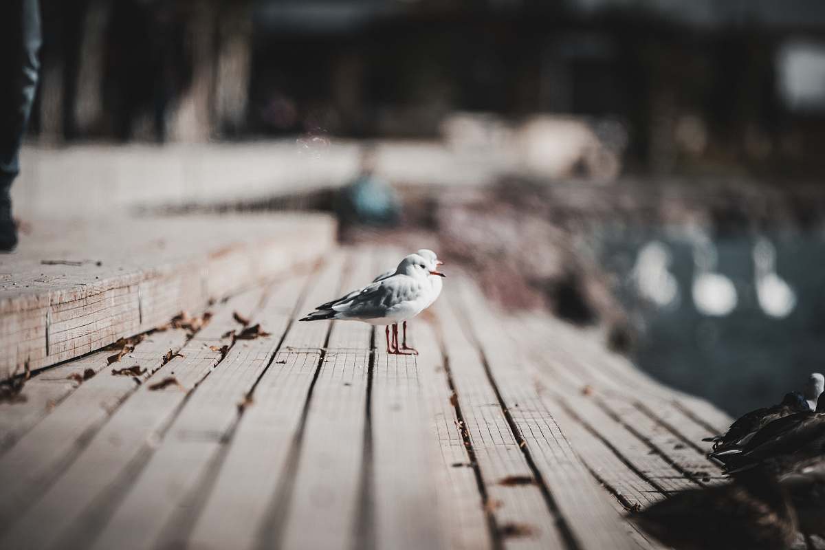 bird white bird on brown surface grey