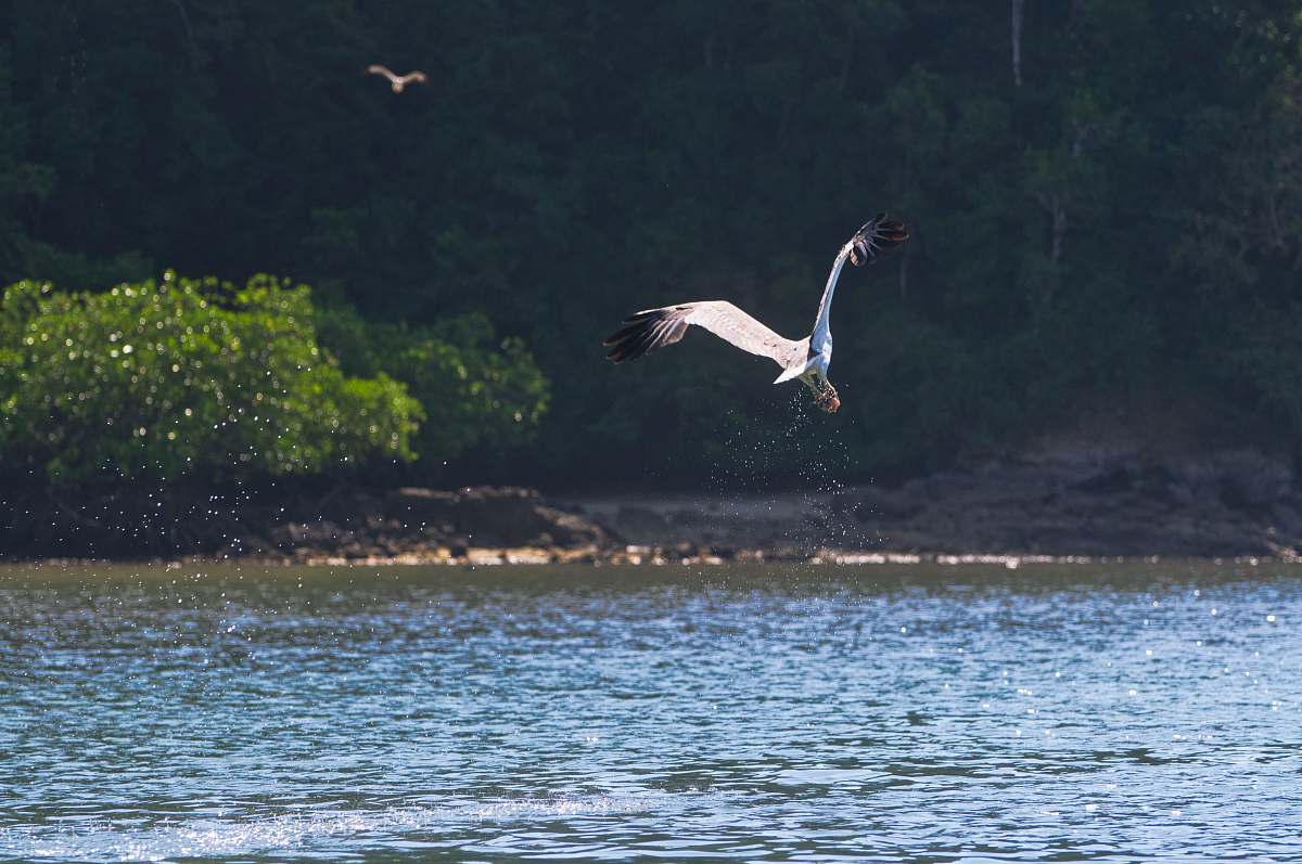 bird white bird on calm body of water flying
