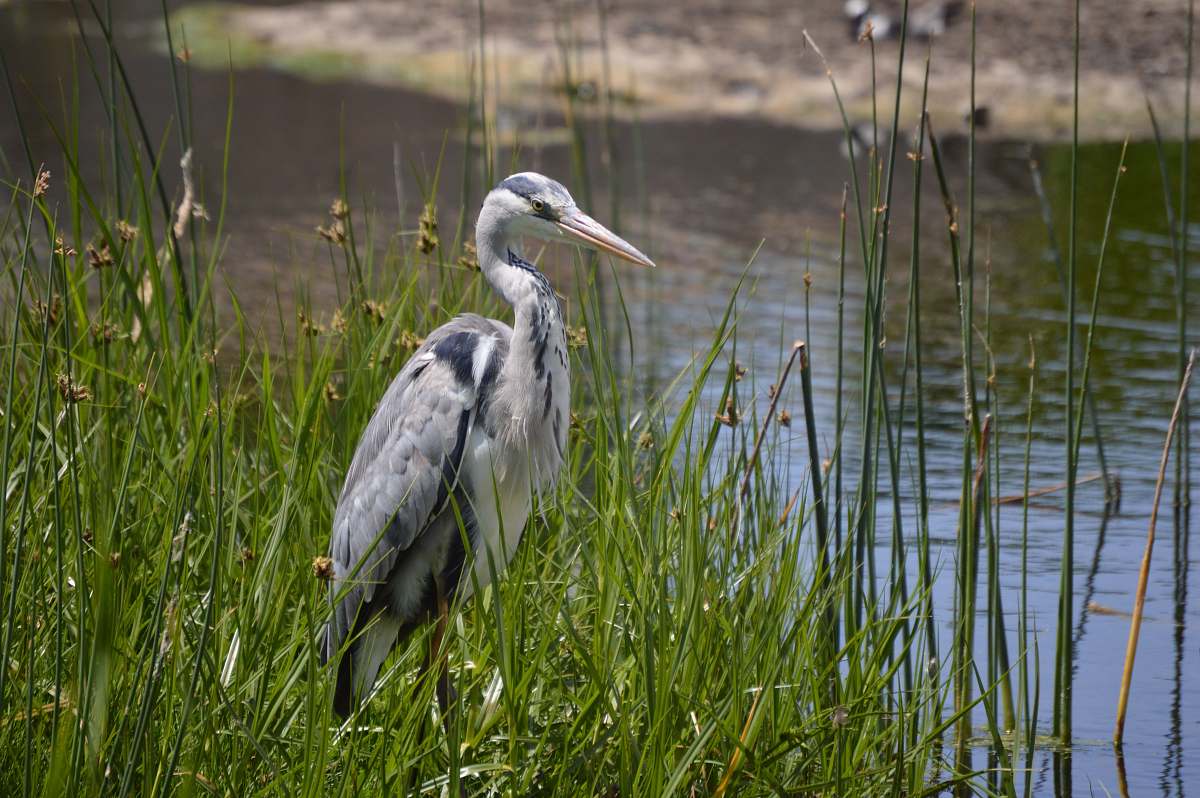 bird white bird on green grass stork