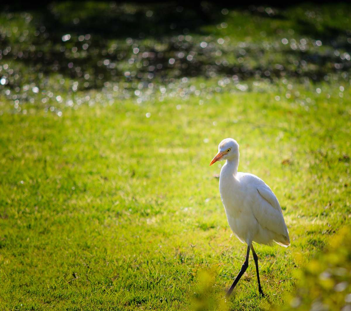 bird white bird on green grass field during daytime waterfowl