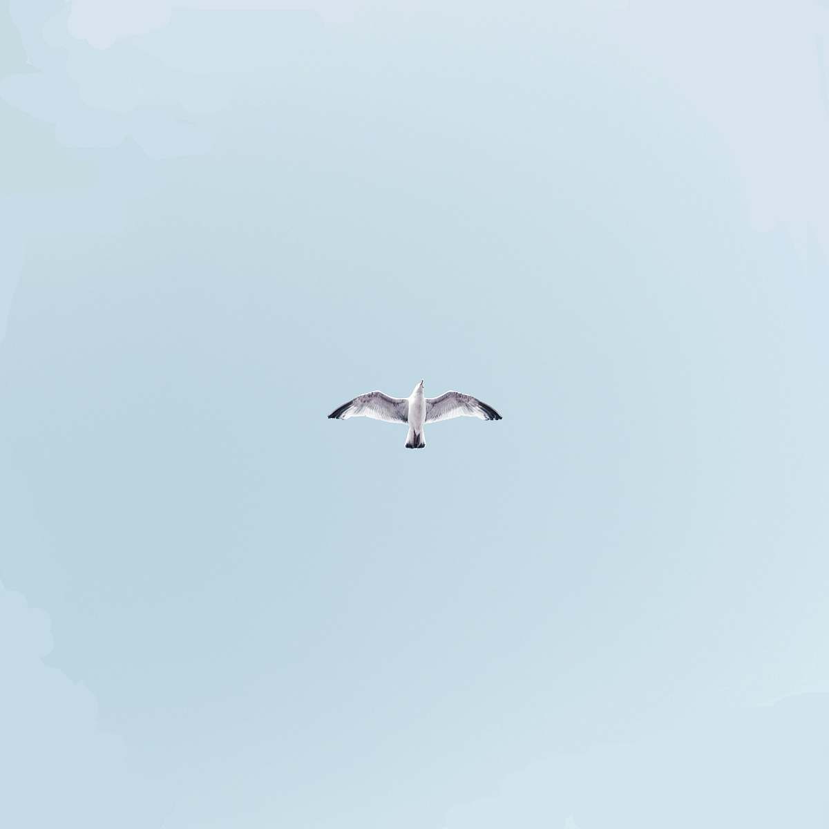 bird white bird on mid air flying
