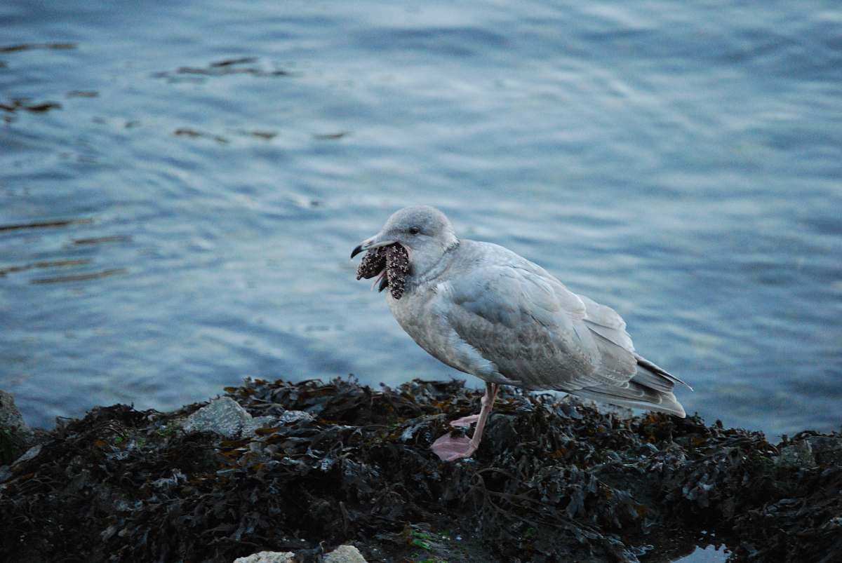 seagull white bird on rock sea