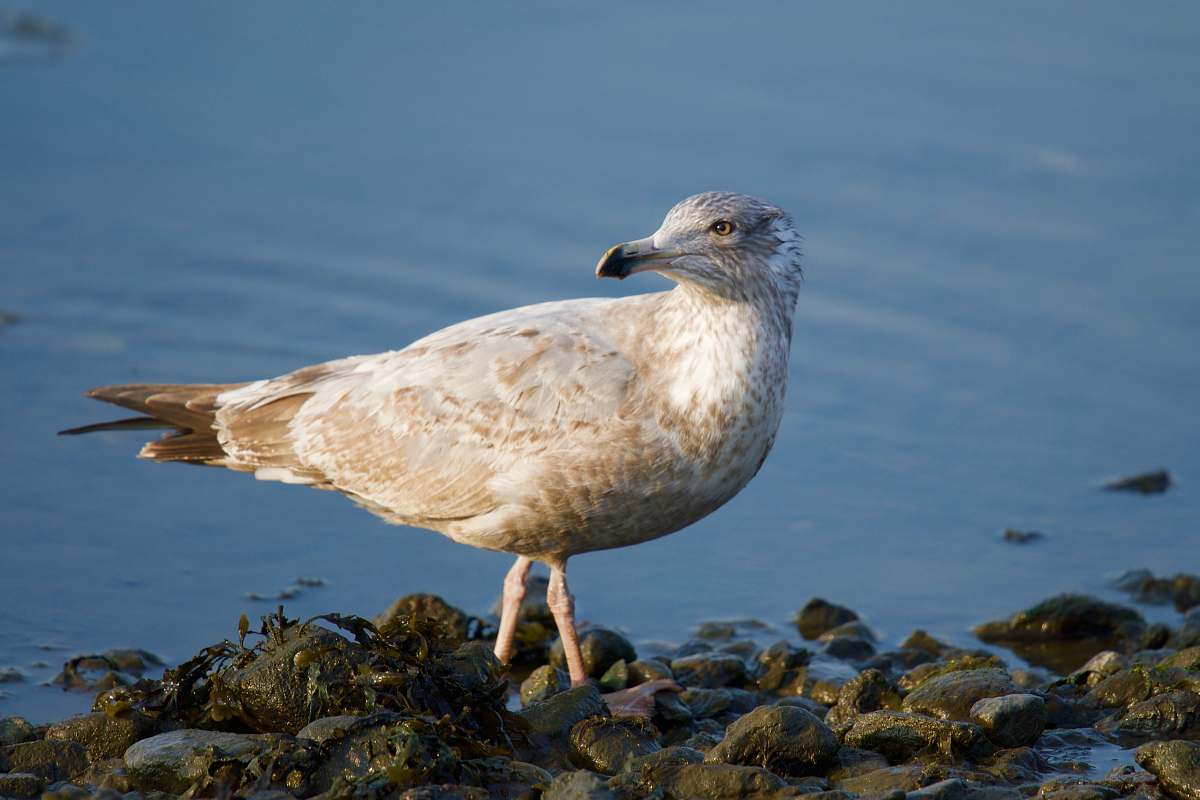 bird white bird on rocks seagull