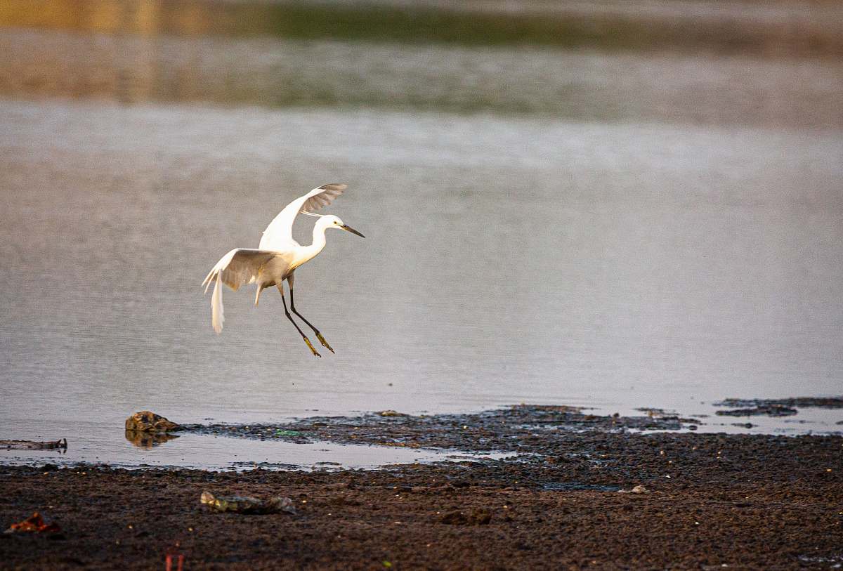 bird white bird on sea waterfowl