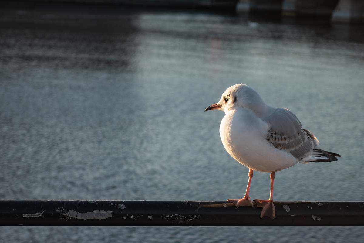bird white bird on selective focus photography seagull