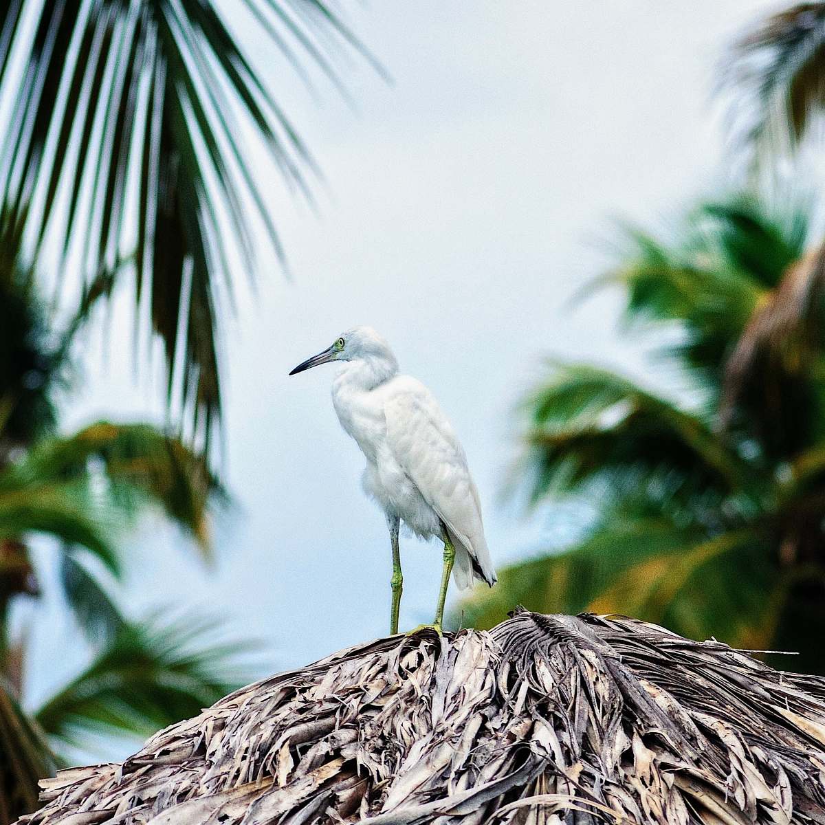 bird white bird on top of hut heron