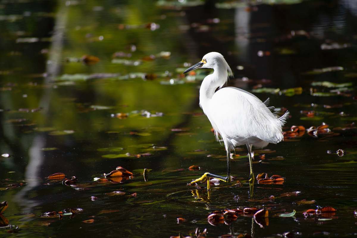 bird white bird on water waterfowl