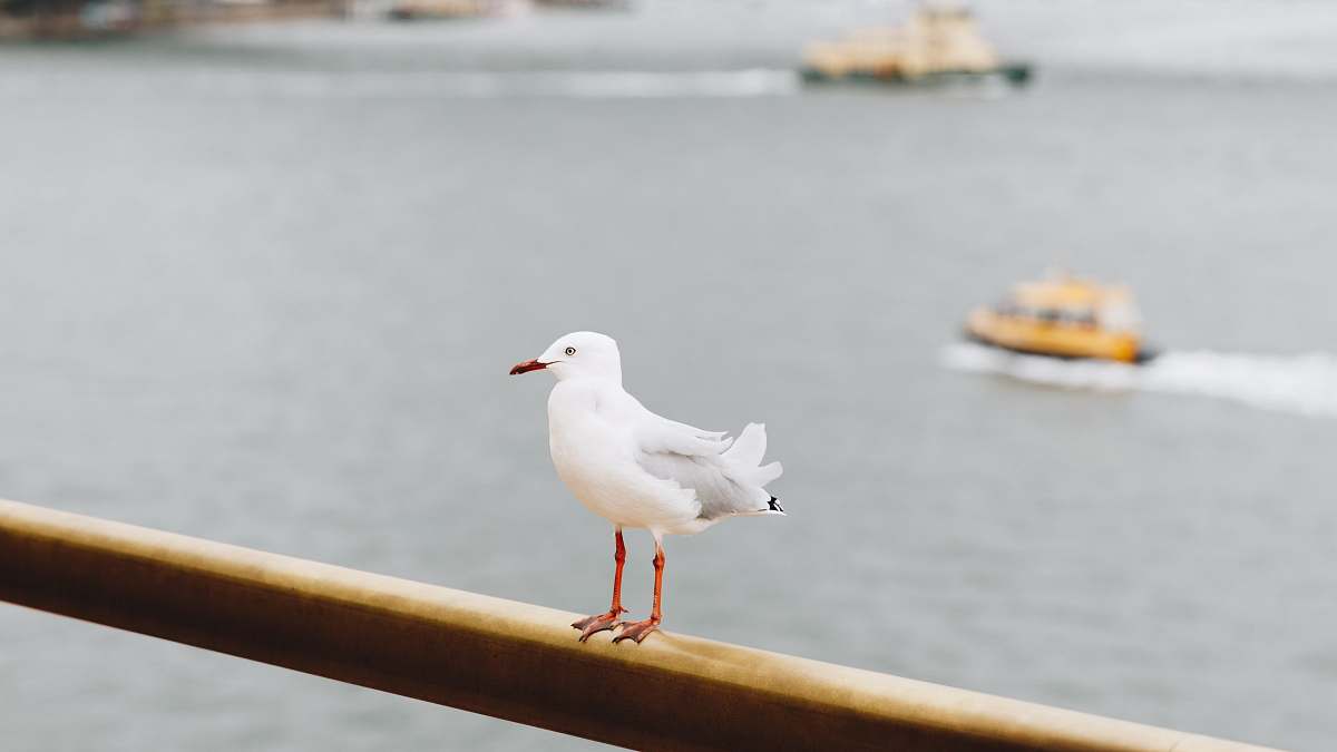 bird white bird perching on wooden handrails overlooking the harbor seagull