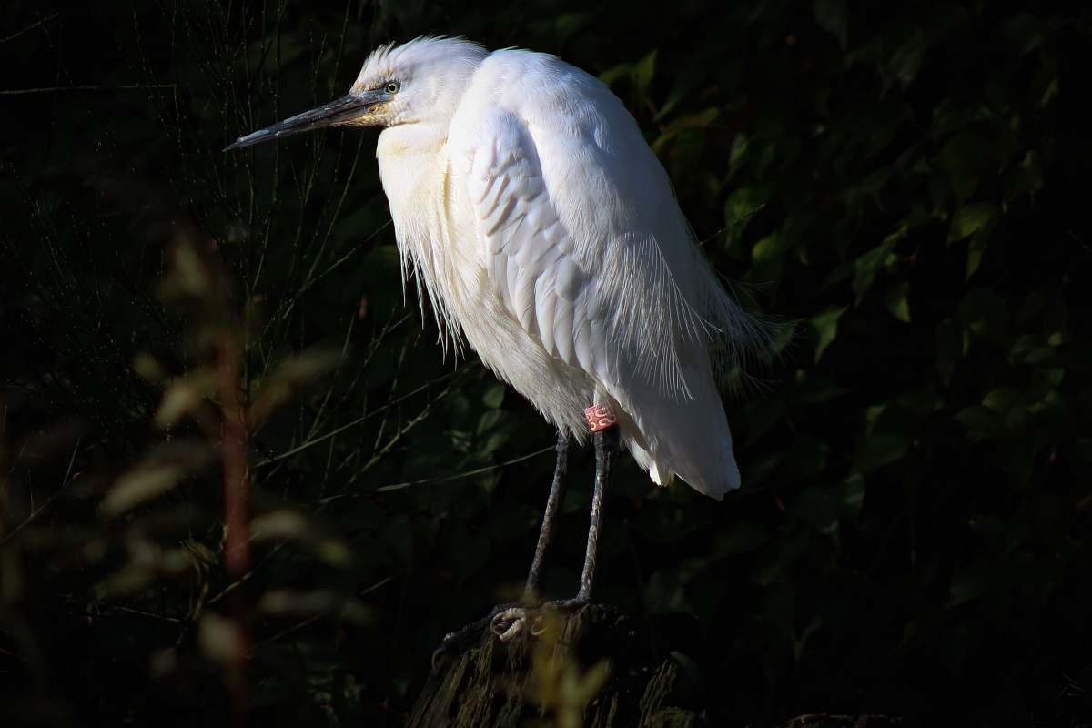 waterfowl white bird photograph ardeidae
