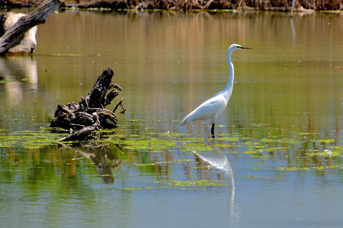 bird white bird standing on body of water waterfowl