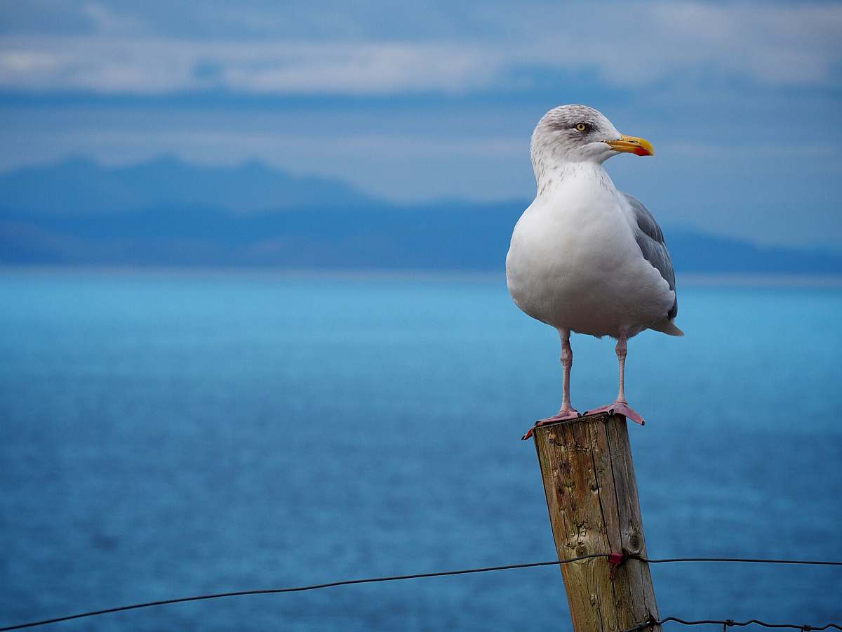 bird white bird standing on brown pole seagull