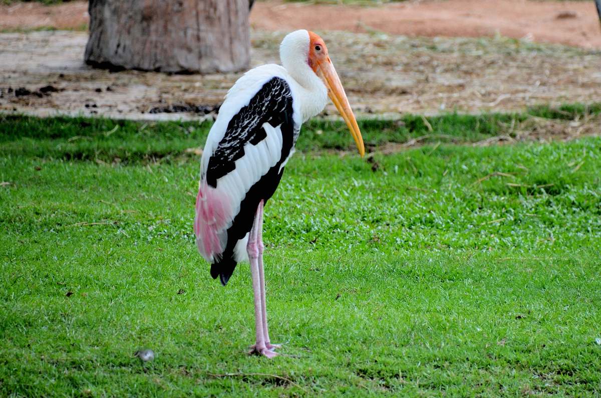 bird white, black, and pink bird stork