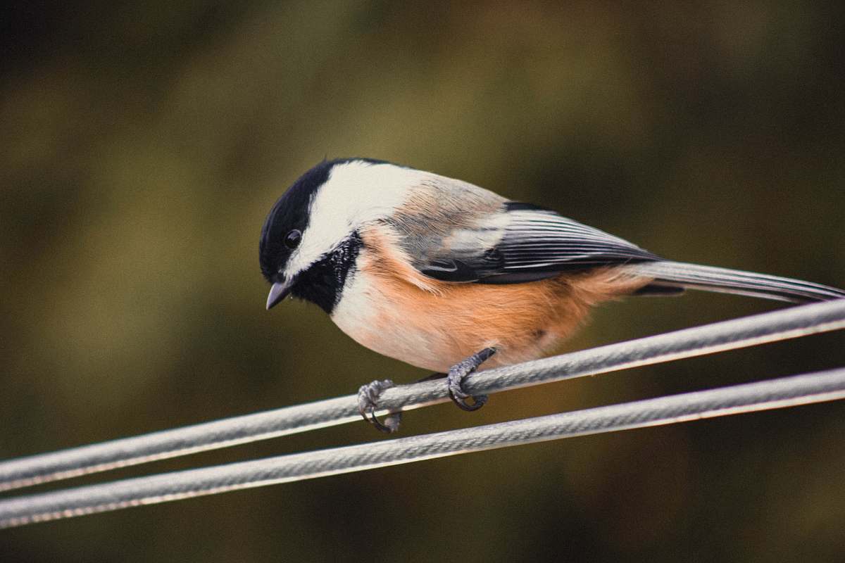 bird white, brown, and black small beaked bird on gray cable jay