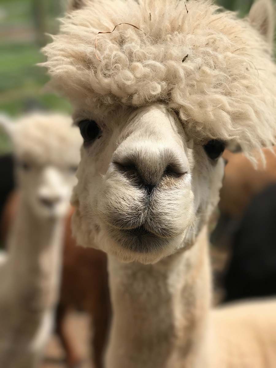 llama white camel alpaca