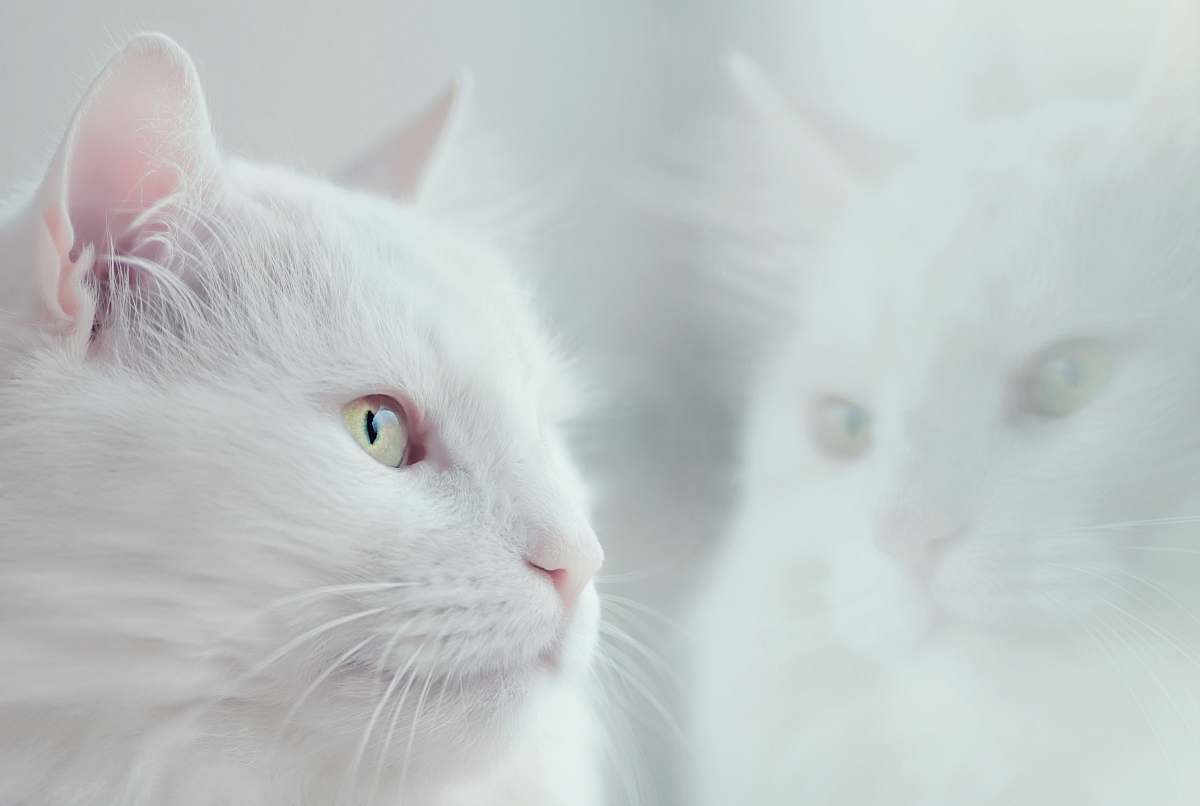 pet white cat angora