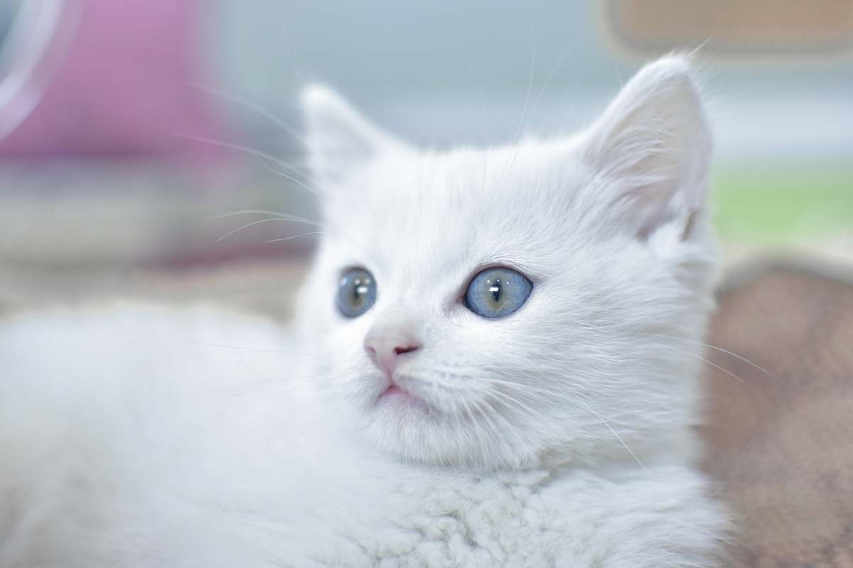 cat white cat with blue eyes pet