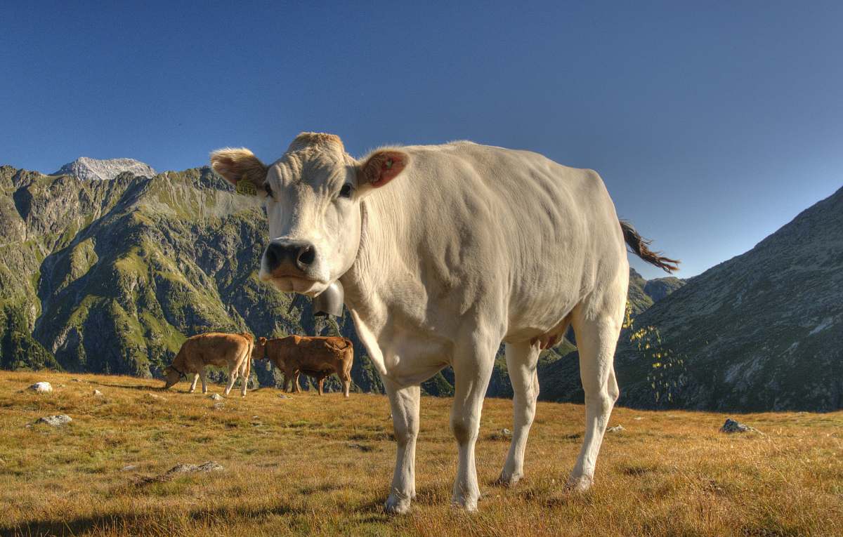 cattle white cattle on field viewing mountain during daytime mammal