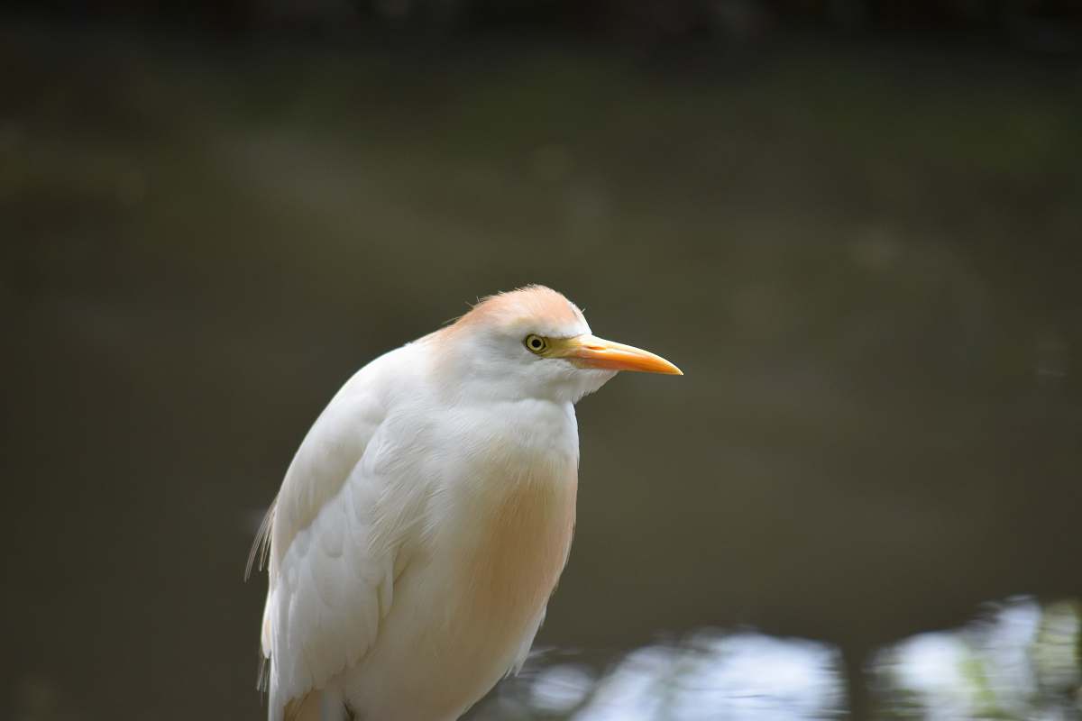 bird white coated bird ardeidae