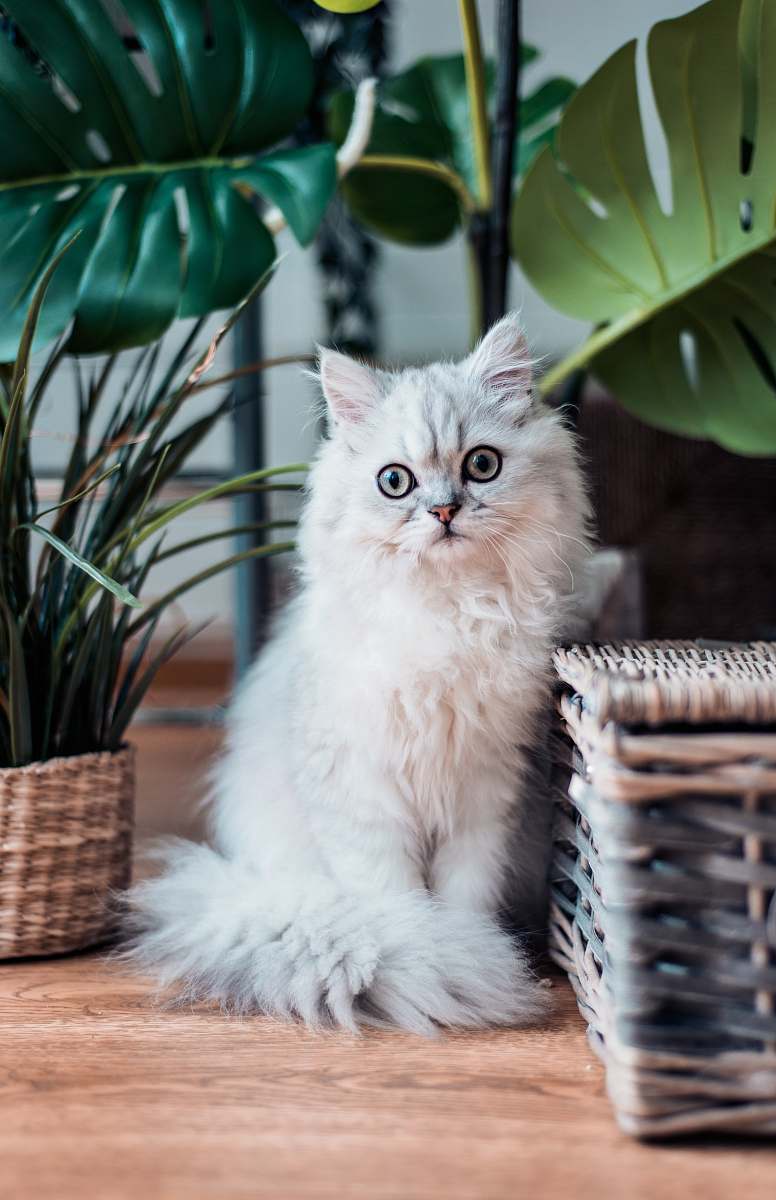 cat white coated Persian cat sitting on brown wooden surface pet