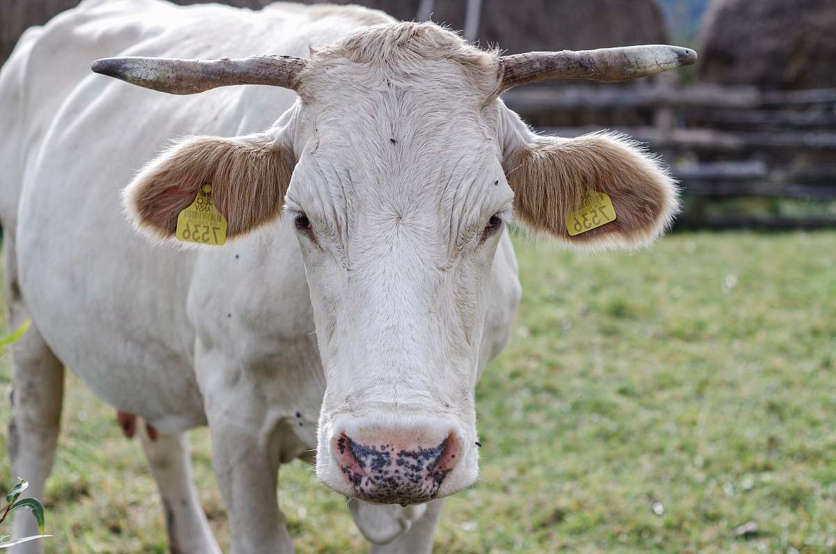 cattle white cow during daytime cow