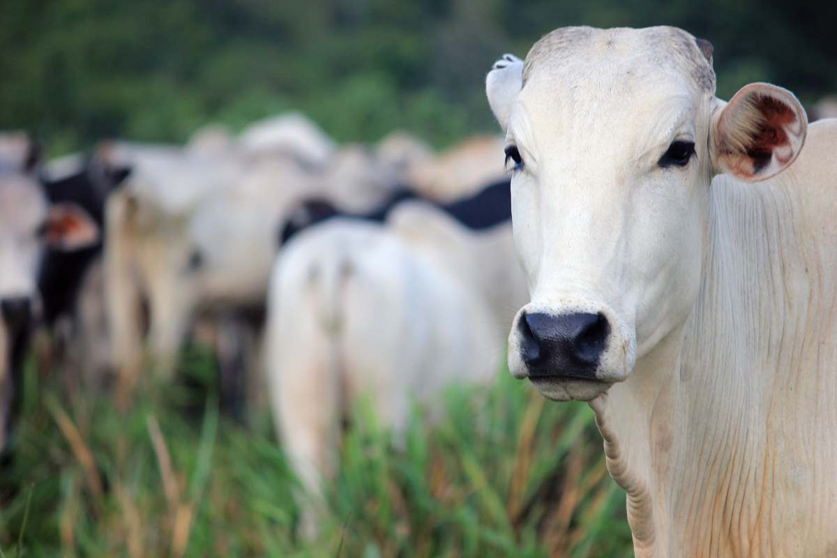 cattle white cow on green grass field cow
