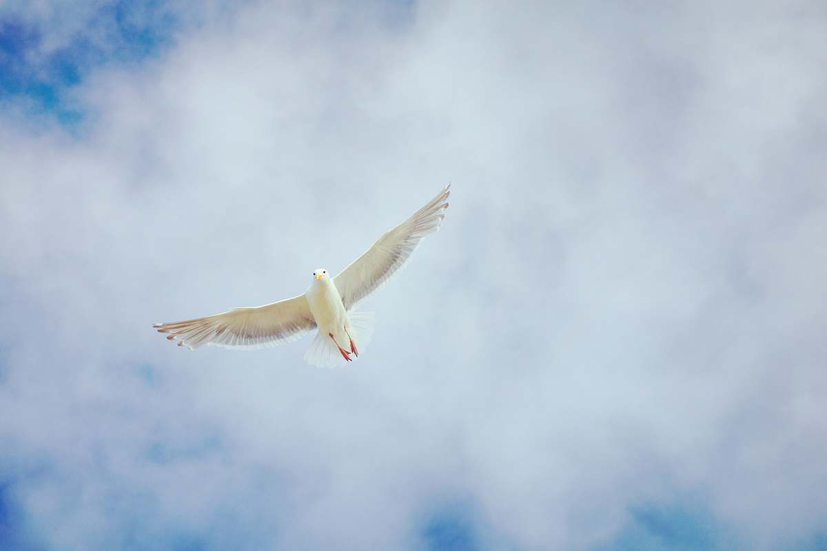 bird white dove flying in sky flying