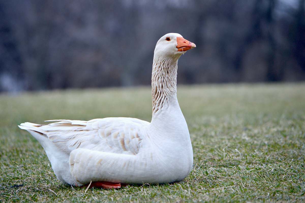 bird white duck on grass field goose