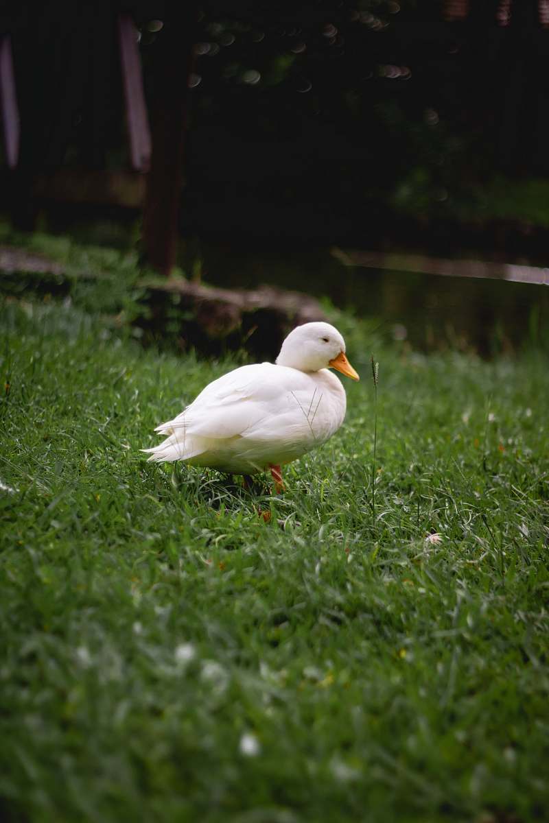 bird white duck on green grasses duck