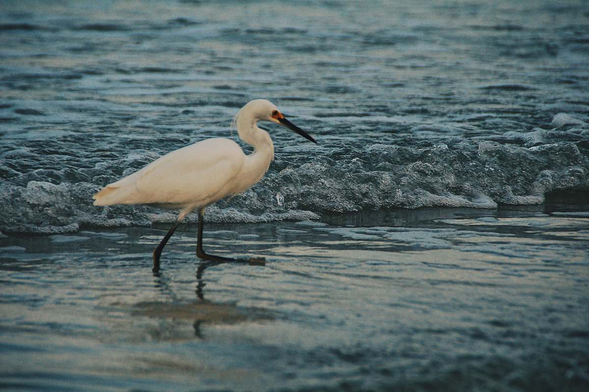 bird white egret on body of water waterfowl
