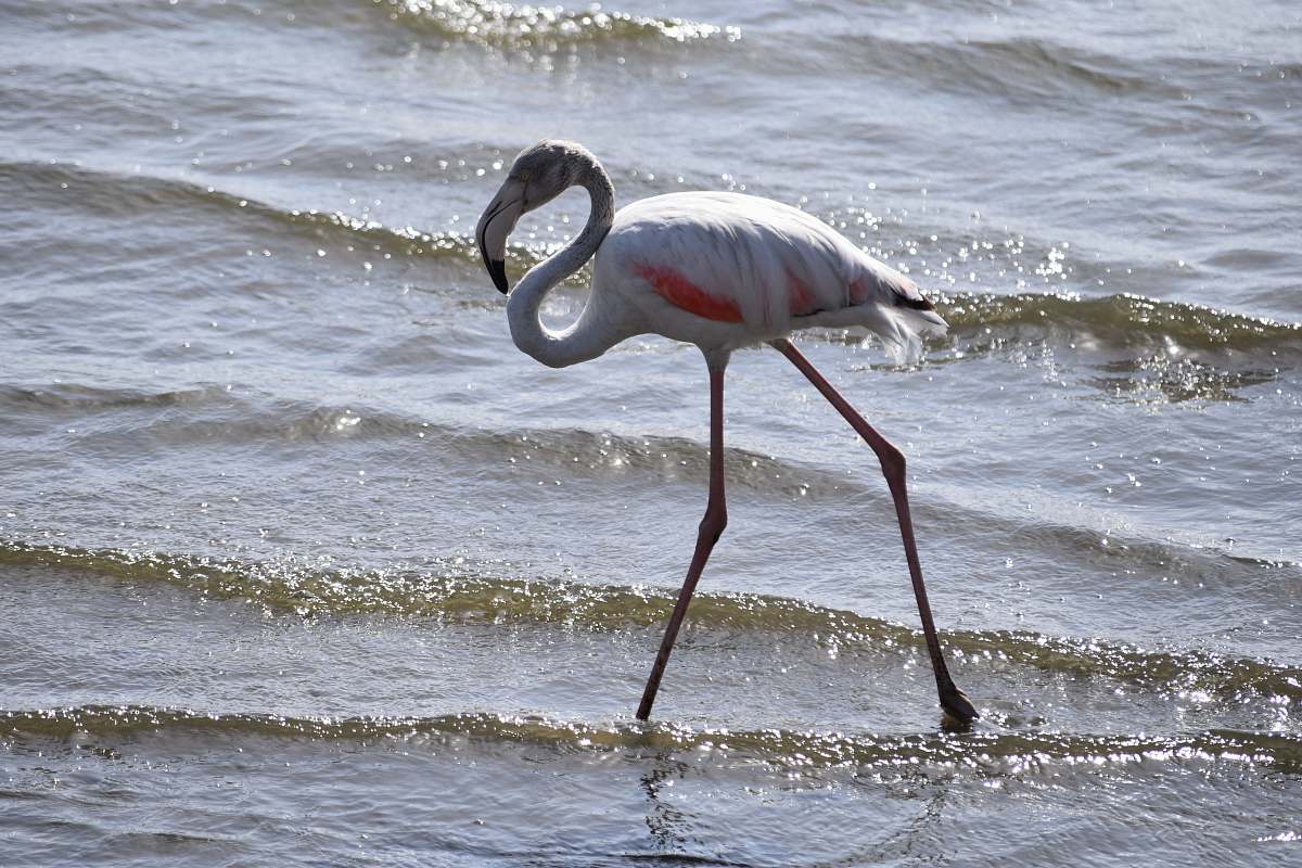 bird white flamingo bird on body of water water
