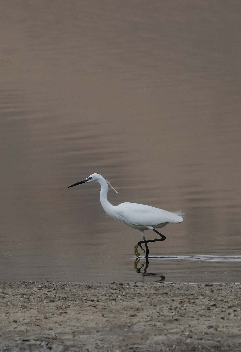 grey white flamingo on calm water ardeidae