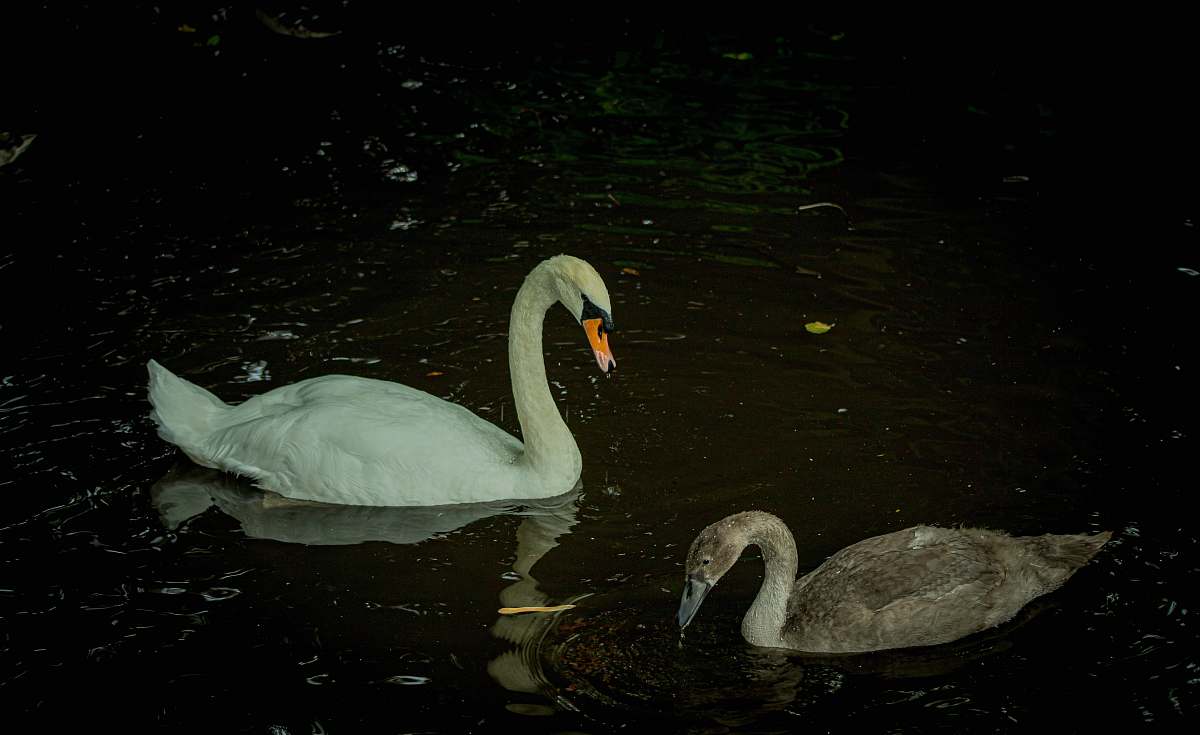 bird white goose swan