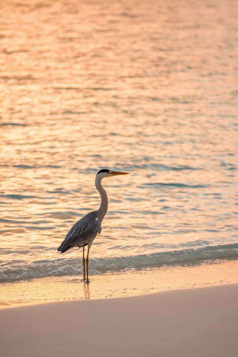 bird white goose near body of water heron