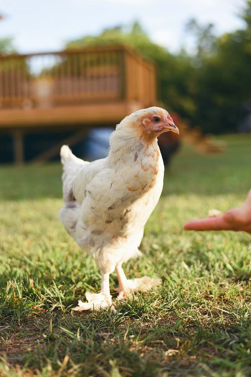 fowl white hen human