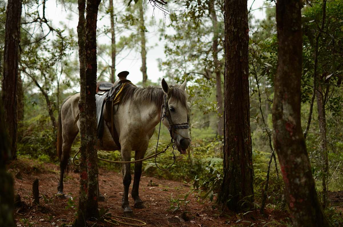 mammal white horse beside tree horse