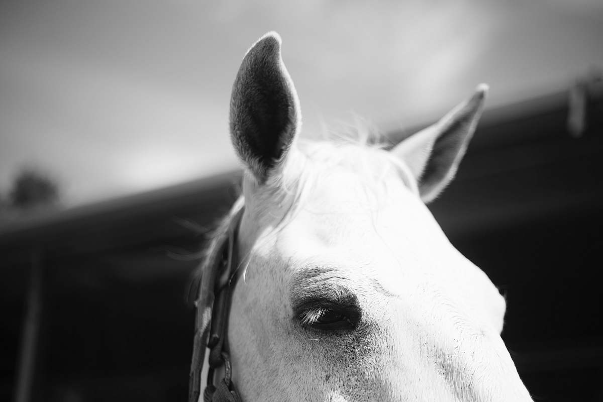 horse white horse mammal