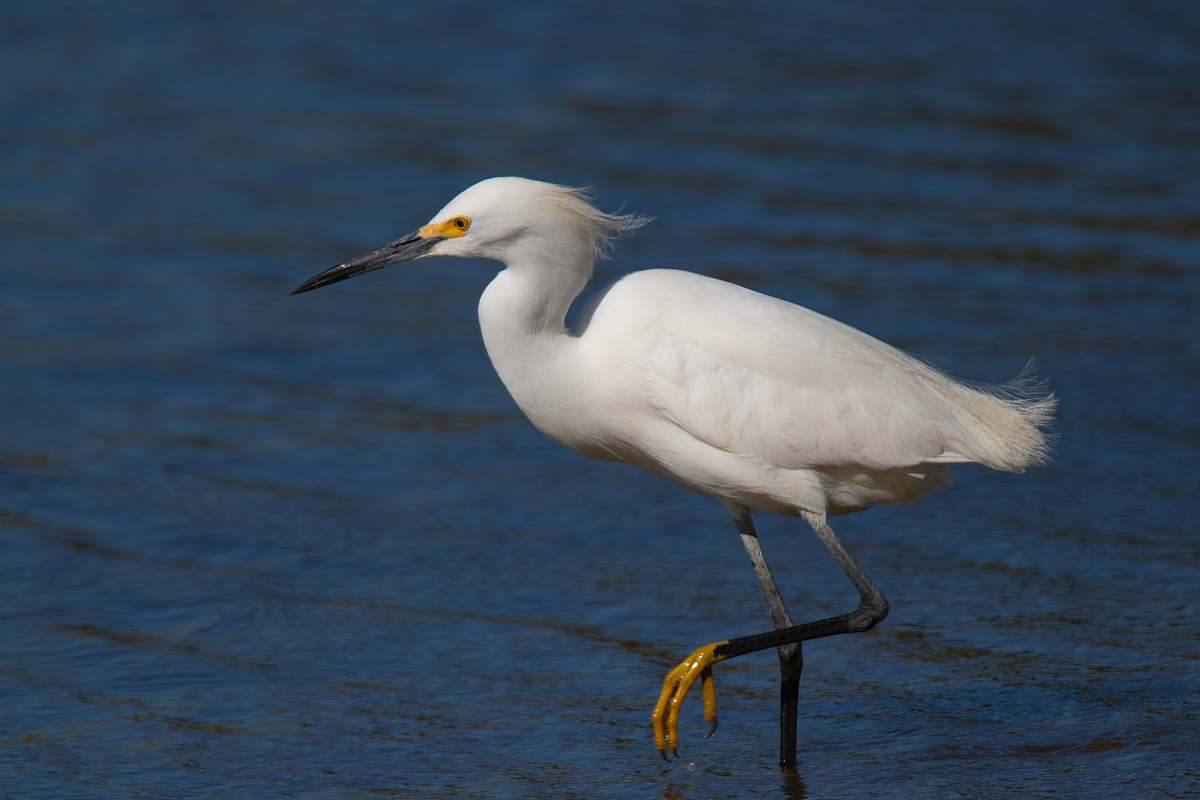 bird white Igris bird waterfowl