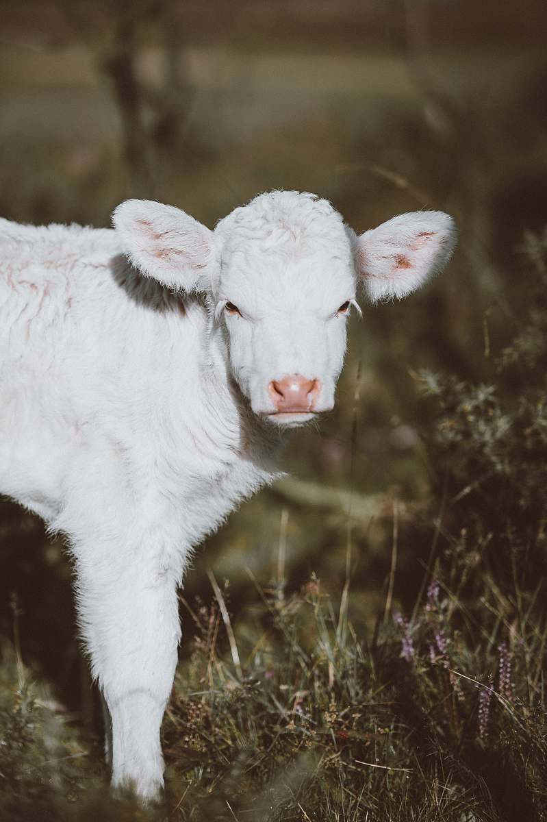 cattle white lamb on green grass calf