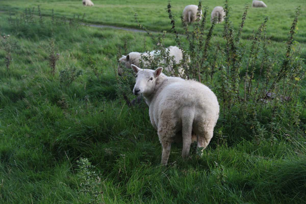 sheep white lamb on green grass field mammal