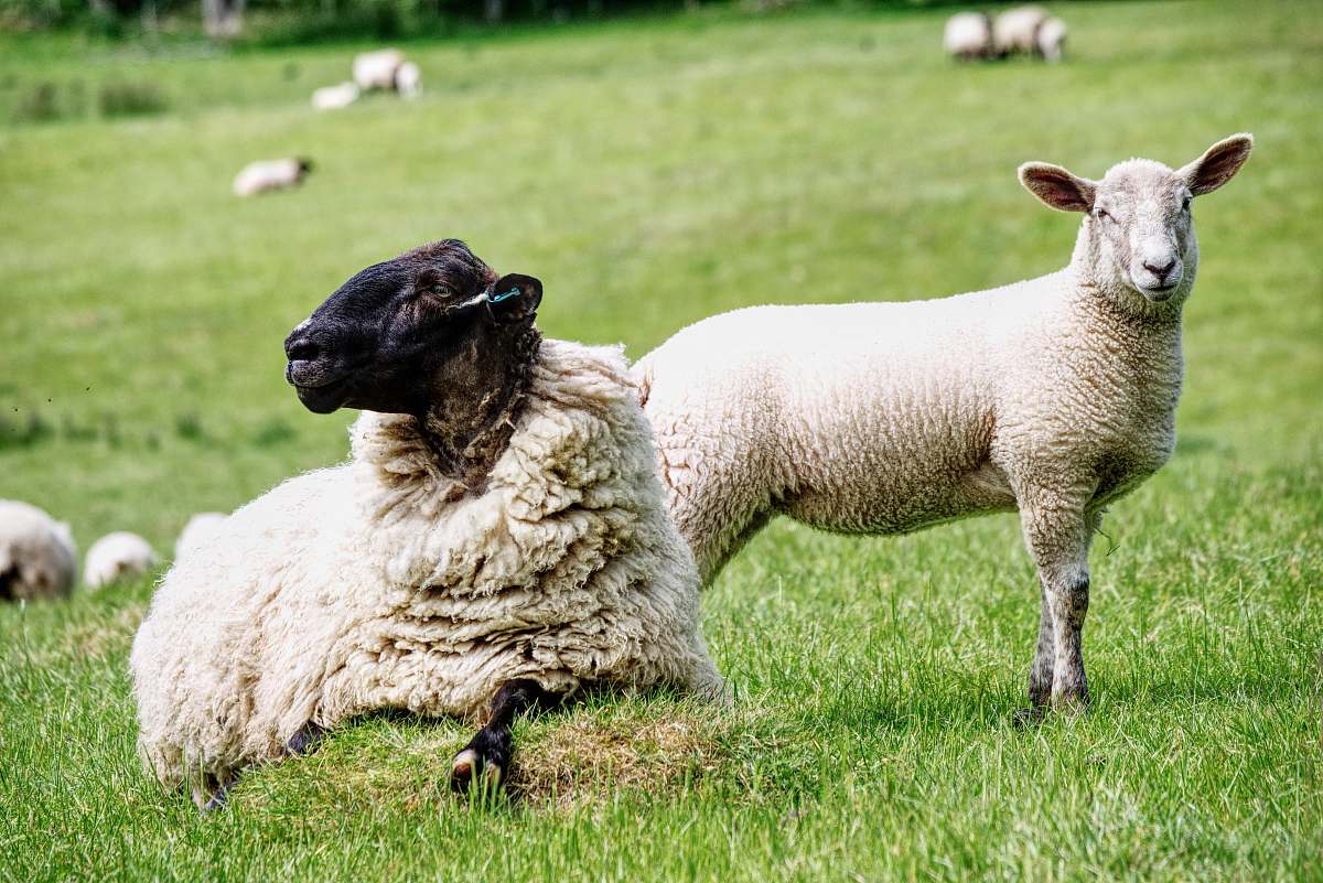 mammal white lamp sheep