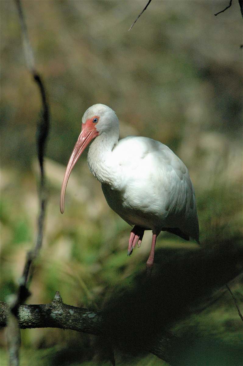 bird white long beak bird porches on tree branch stork