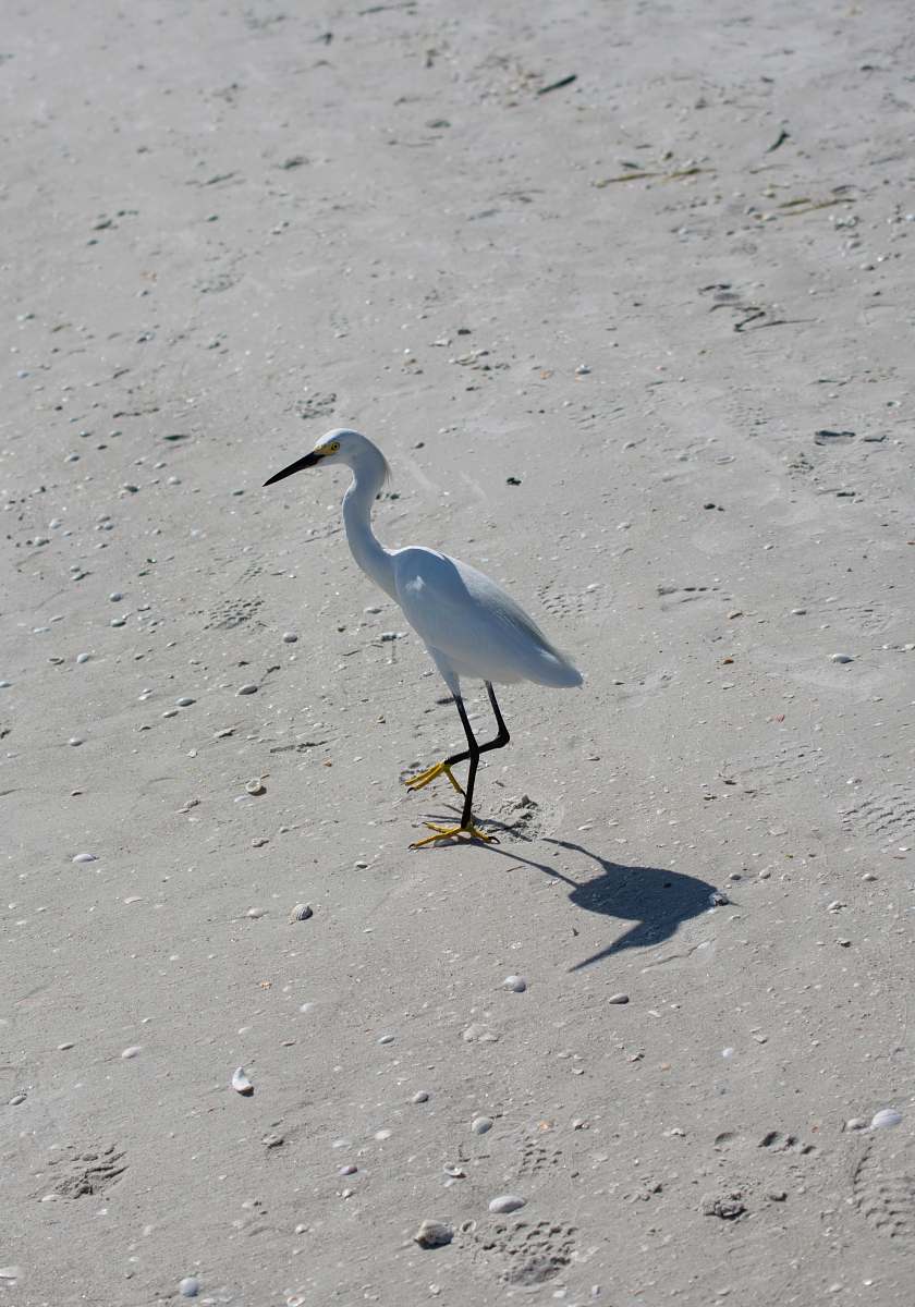bird white long-beaked bird on sand waterfowl