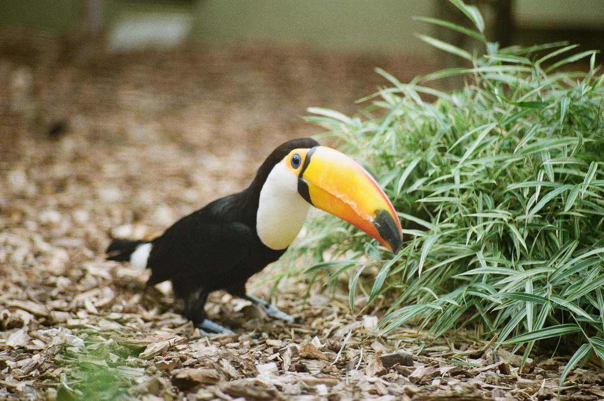 beak white, orange, and black toco toucan toucan