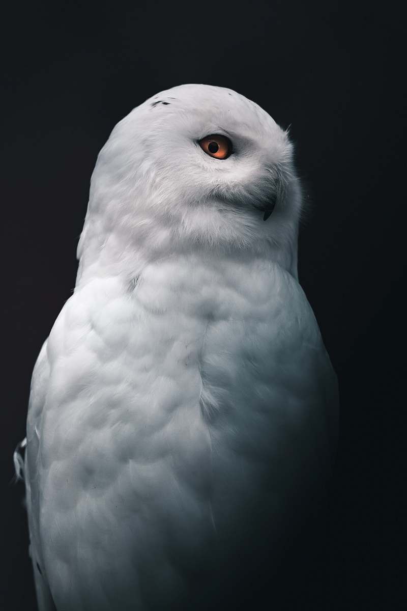 bird white owl grey