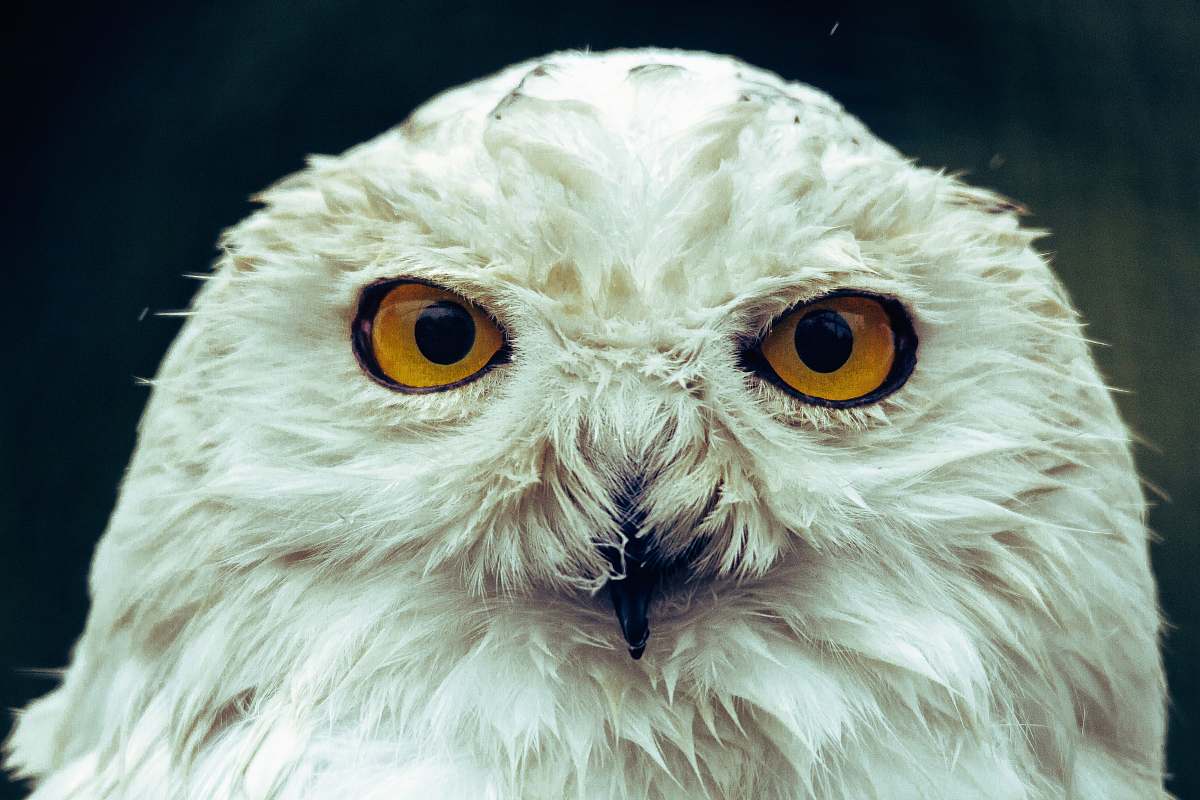 bird white owl in close up owl